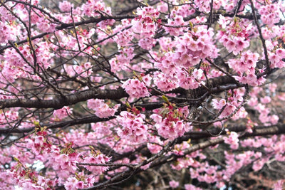 A Vegetarian in Japan